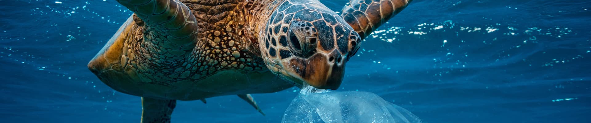 Anche le tartarughe marine sono in pericolo a causa dell’inquinamento delle acque e dell’aumento di temperatura