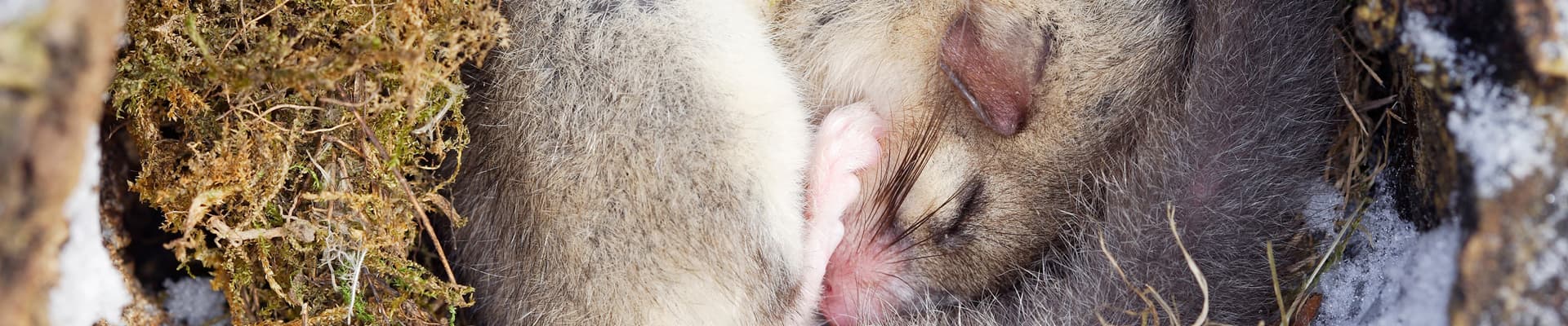 A causa dell’aumento delle temperature, animali come il ghiro potrebbero svegliarsi prima da loro letargo