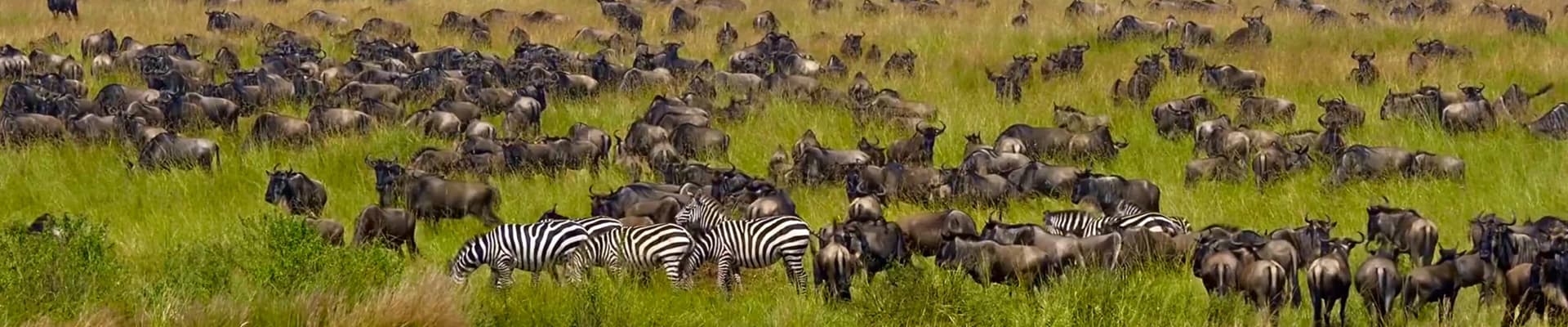 Anche le migrazioni degli animali e dell’uomo possono essere condizionate dai cambiamenti climatici
