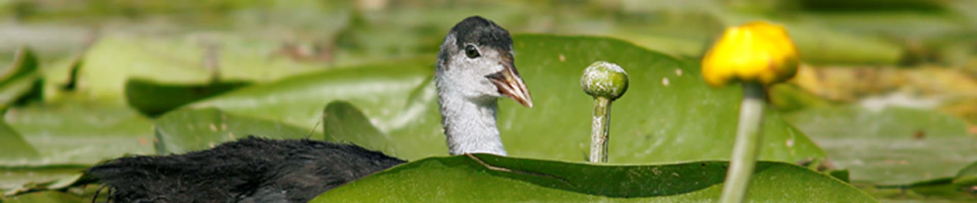 Fauna protetta